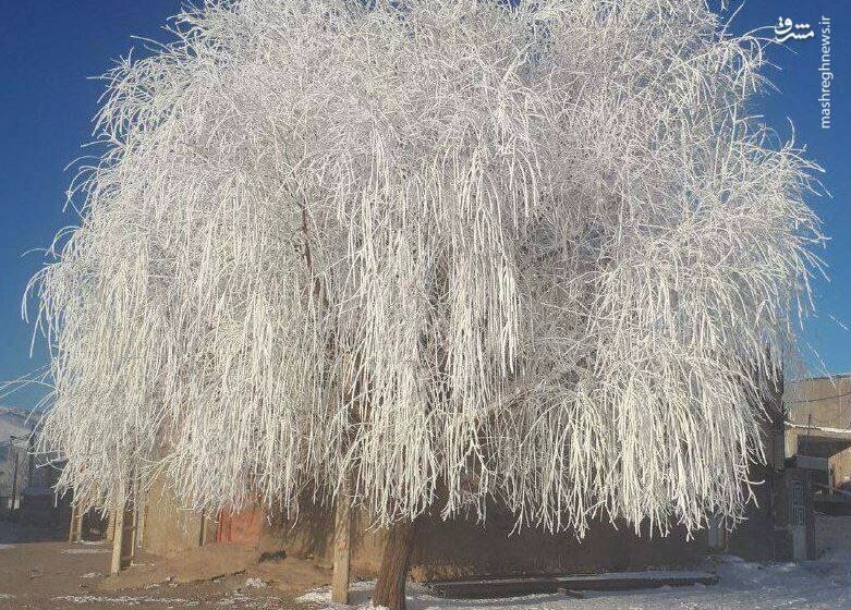 ماهنامه دی 1403